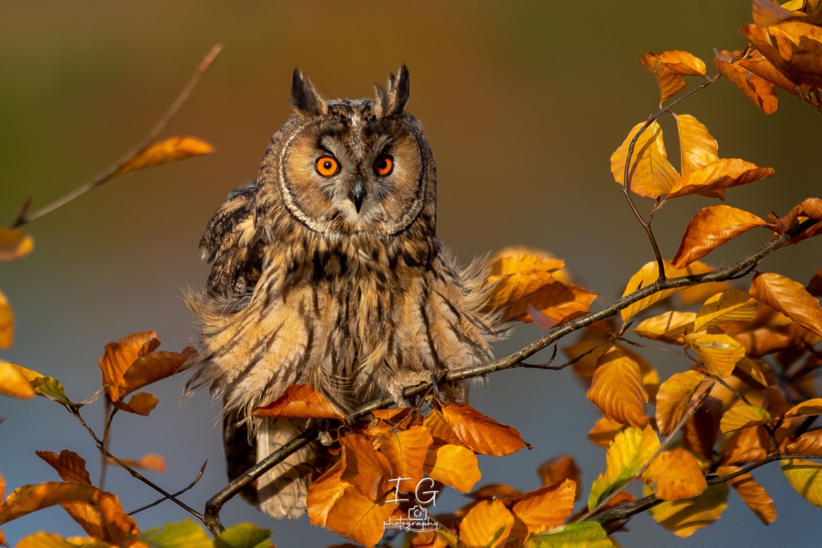 1DX43830 21 november 2021 1340 52